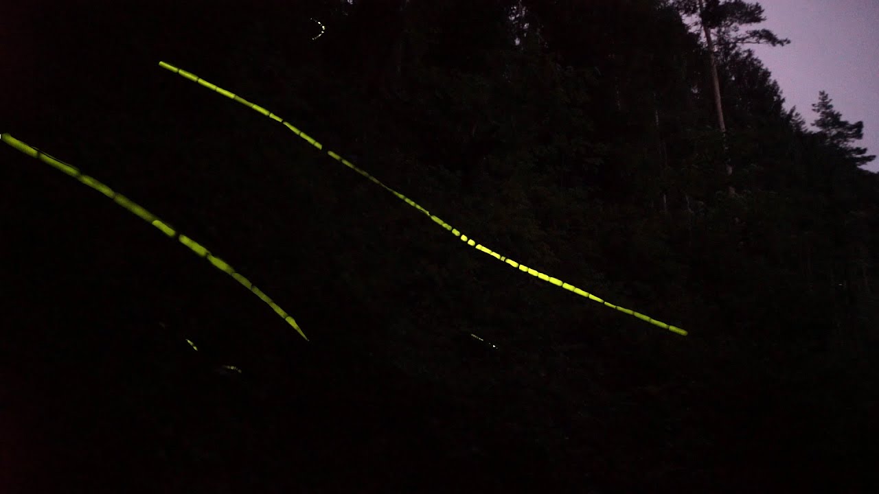  Glühwürmchen in Deutschland - YouTube 