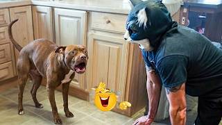 Funniest Dog Moments Caught on Camera — You’ll Be Crying Laughing! 😂🐾