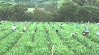 ECUADOR TV- TRACTORES PARA AGRICULTORES