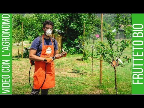 Video: Controllo del cancro della mela: come trattare il cancro della mela nel giardino di casa