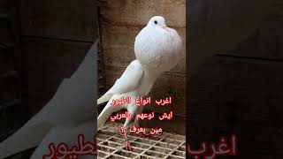 norwich cropper pigeon #تربووالغيةالمصرية #طيور #vilogpigeon #pigeon #pigeonhouse #حمام #pigeonlaver