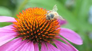 Panasonic Zs200 4K Test Video