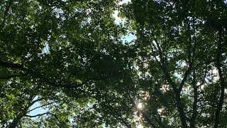 Green Canopy - 09 July's Celestial Heaven