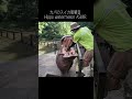 カバがスイカをまるごと食べる咀嚼音 Hippo eat watermelon ASMR #shorts