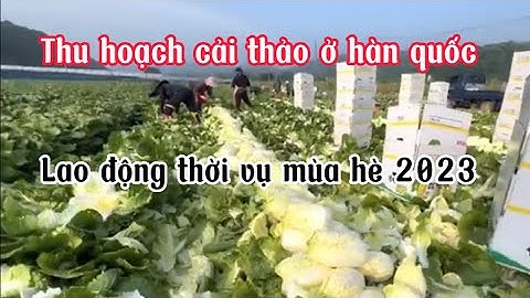 Thu hoạch cải thảo vào mùa vụ ở hàn quốc