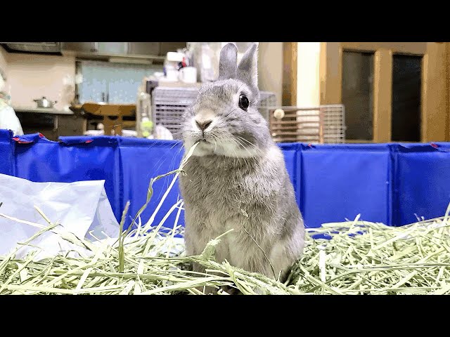 うさぎは世界で1番可愛い生き物#359 - YouTube