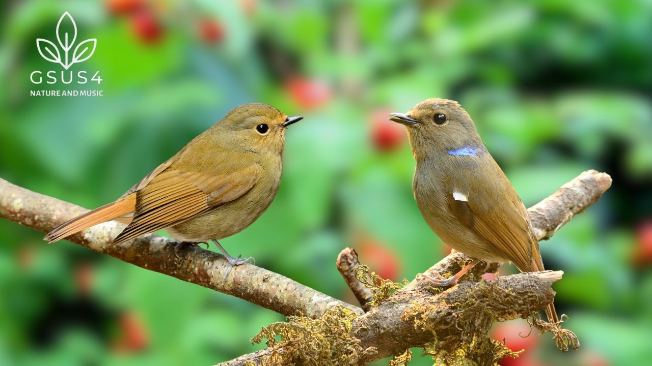 Tranquil Birds Chirping | Relaxing Sounds of Nature for Stress Relief and Better Sleep