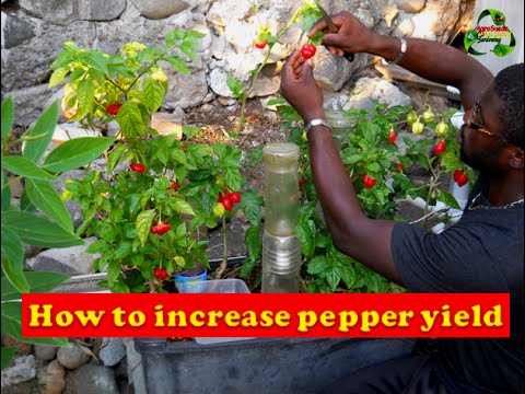 How To Increase Pepper Yield After Harvest.