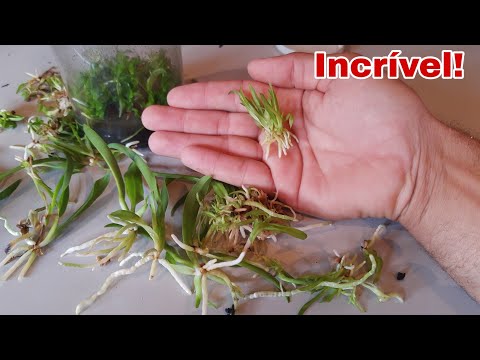 Vídeo: Germinação de sementes de orquídeas: você pode cultivar uma orquídea a partir de sementes