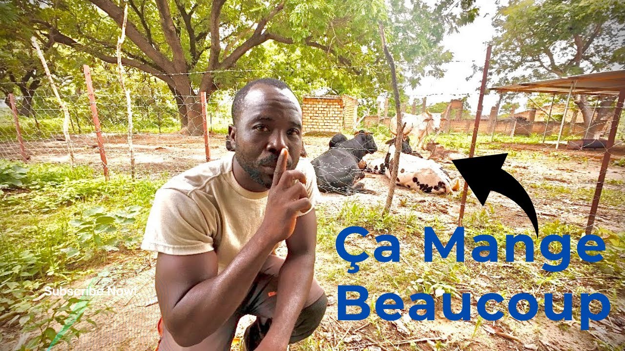 Si Vouliez Établir Une Ferme Intégrée Ne Négligée Pas Cette Étape Cruciale!