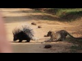 Leopard and porcupine encounter in Yala national park