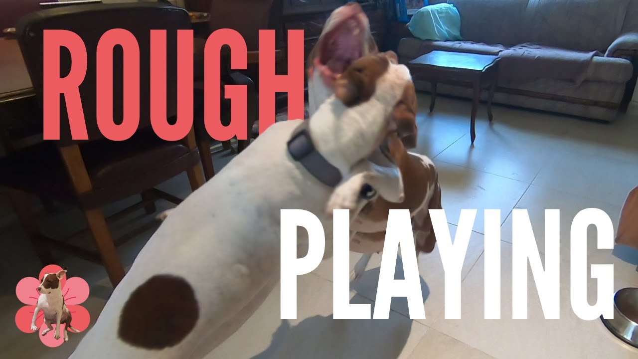 Two PITBULLS playing ROUGH 😱  Unconfortable for some dogs owners