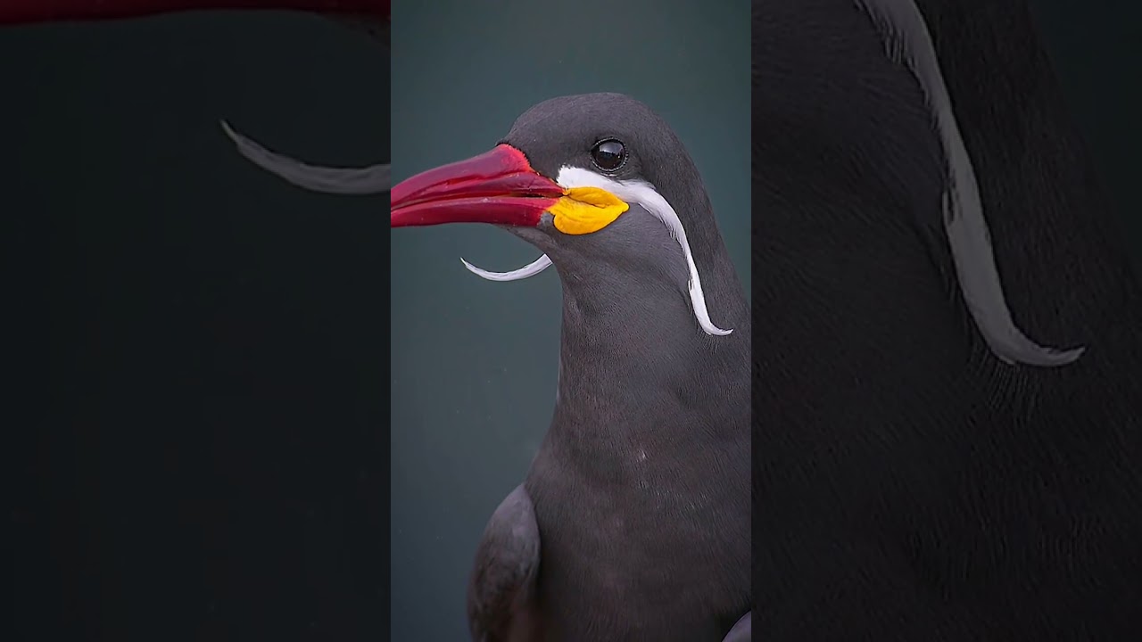 El charrán inca también conocido como zarcillo, gaviotín monja, es una especie de ave Charadriiforme