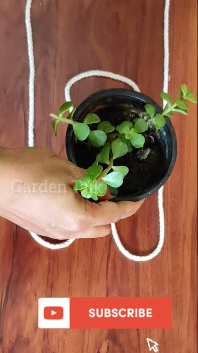 Very easy and simple hanging pot making tricks using rope|Beginners Tips for making|Garden Talk