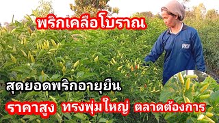 สุดยอดพริกอายุยืน!! ทรงพุ่มใหญ่ ลูกดก ราคาสูง 70-200บาท พริกเคลือหรือพริกปีโบราณ ตลาดต้องการสูง