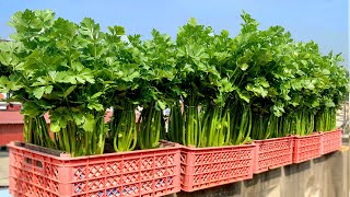 Don't Buy Celery In The Market Any More, Just Know This Tip, Grow Celery is Super Easy