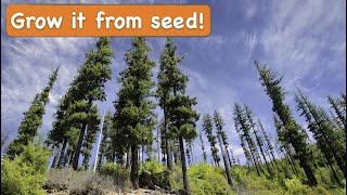 How to Grow a Douglas Fir Tree from Seed [Christmas Trees from Seed]