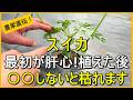 【スイカ栽培】親づる摘芯だけじゃない！植えた後やるべきこと【有機農家直伝！無農薬で育てる家庭菜園】　26/4/25