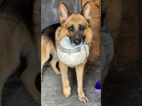 Самая лучшая собака #суперсобака #немецкаяовчарка #овчарка #germanshepherd #dog #собака #funny