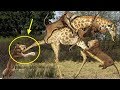 사자 vs 기린 화난 기린 사자를 죽이다 lion vs giraffe fight to death