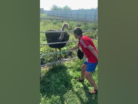 Папа играет со страусом ) #страус #страусленд #украина - YouTube