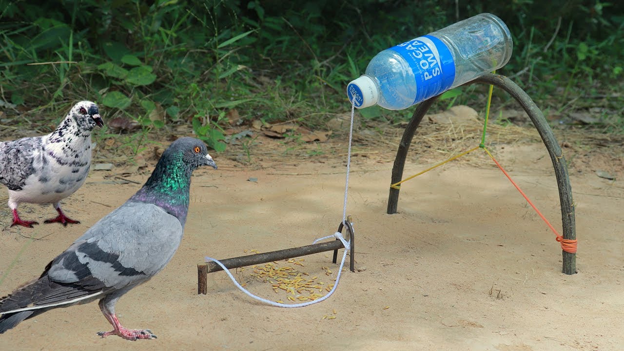 Creative Method Unique Pigeon Trap Using Plastic Bottle And Wooden