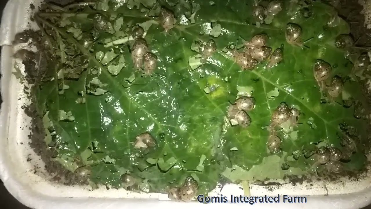 WHAT I FEED MY NEW BABY SNAILS!!