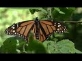 Endangered Monarch butterflies find safe harbor in local gardens | ECO9