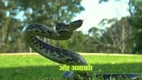 Anaconda Snake P2 #shorts #snake #python #snakes #nagin #anaconda #bigsnake #anacondasnake