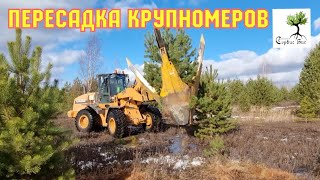 Пересадка деревьев крупномеров машиной в СПб