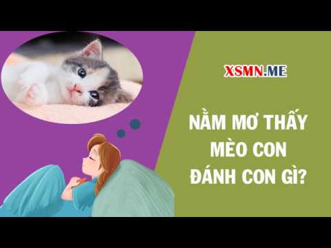 Video: Tại sao một người phụ nữ mơ thấy một con mèo với mèo con trong giấc mơ