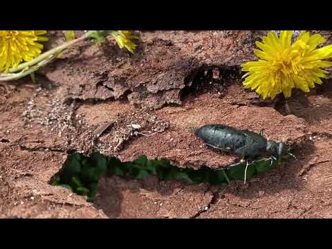 Vídeo: Informações sobre Blister Beetles - Aprenda sobre Blister Beetles em Jardins