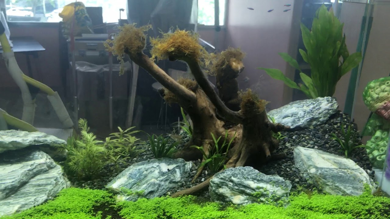 Aquarium carpet plants melting YouTube