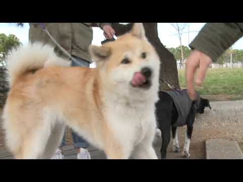 Βίντεο: Ρέικι σε κατοικίδια και σοβαρά υπέροχους πελάτες κτηνιάτρων