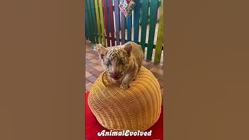 Shocking Animal Transformation!  #beforeandafter