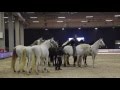 Lorenzo training at Odense Horse Show