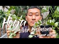 Hoya krohniana 'super eskimo' care and propagation