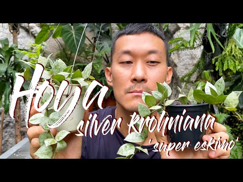 Hoya krohniana 'super