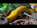 This Giant Slug is BANANAS!