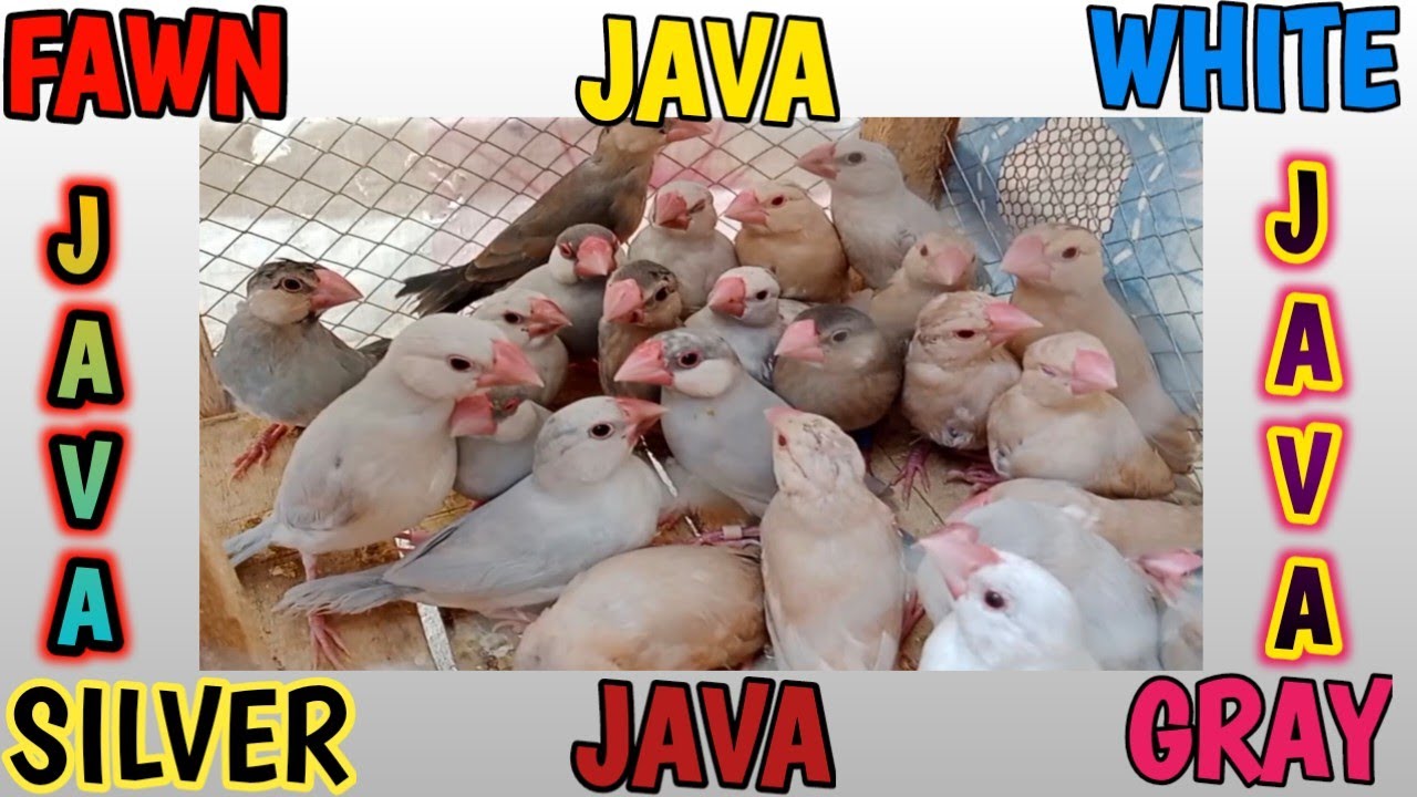 Fawn Java | Silver Java |  Gray Java |White Java | Cargo Received All Types of Java From Bhulwal.