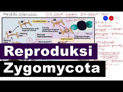 Reproduksi Zygomycota Secara Seksual dan Aseksual - Kingdom Fungi Biologi Kelas 10