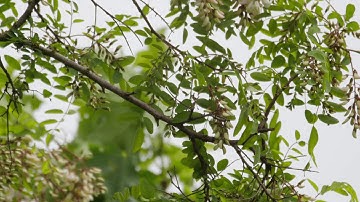 Leafs on Tree in Wind 02 - Free Footage - 4K