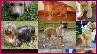 Top 5 Dogs With Unusual Jobs