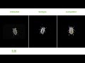 Ventigra® Insecticide - Aphid Time Lapse