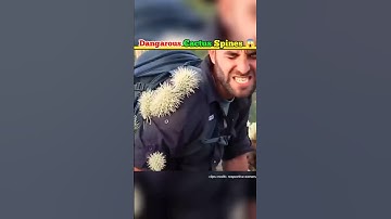 Cactus Spines Removal 😱 #shorts #facts #cactus  #amazingfacts