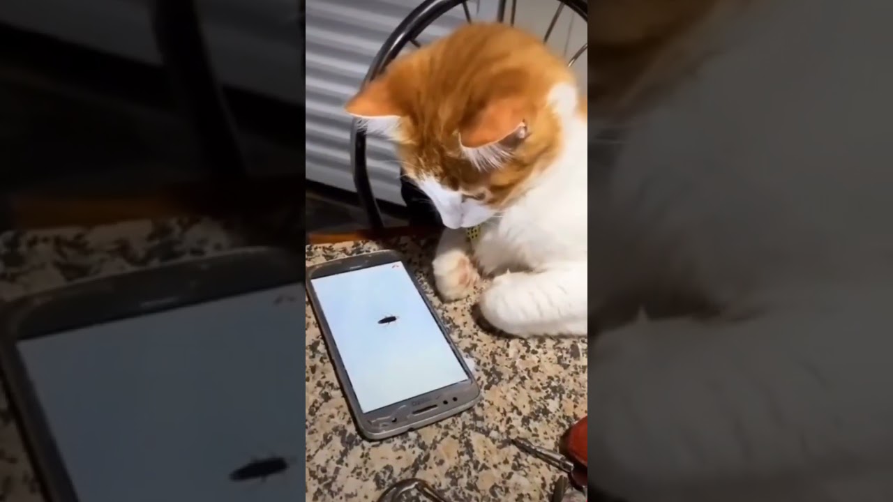 Funny cat afraid of cockroach 