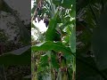 Ang sarap eto adobo #buhayprobinsya #probinsyalife #pusongsaging #my#vlogs#shortsvideo