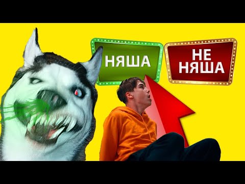 Видео: ТЕСТ НА НЯШНОСТЬ И ДРУГИЕ ПРИКОЛЫ! (Хаски Бандит) Говорящая собака