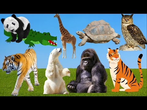 Funny Animal Sounds. Farm Animal Sounds. Cow, Cat, Chicken, Goat, Bear, Dog, Zebra, Giraffe, Camel