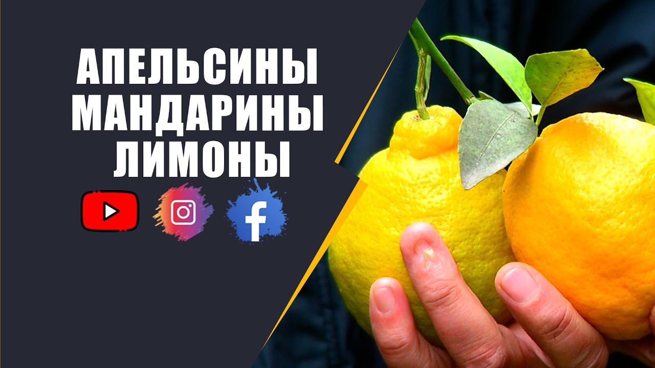 Лимон мейера фото. Мандарин в форме лимона. 11 апельсинов мандаринов и лимонов 10 яблоки. 11 апельсинов мандаринов и лимонов 10 яблоки. Японский мандарин.